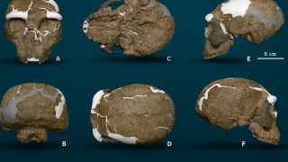 Descubren un cráneo de un millón de años en China que podría reescribir la evolución humana. Descubren un cráneo de un millón de años en China que podría reescribir la evolución humana.