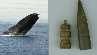 Encuentran una ballena con un arpón incrustado en su cuerpo por más de 100 años. Encuentran una ballena con un arpón incrustado en su cuerpo por más de 100 años.
