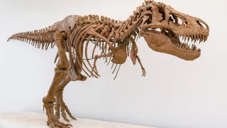 Descubren vasos sanguíneos preservados en huesos de T. rex, revelando una evidencia única de cicatrización. Descubren vasos sanguíneos preservados en huesos de T. rex, revelando una evidencia única de cicatrización.