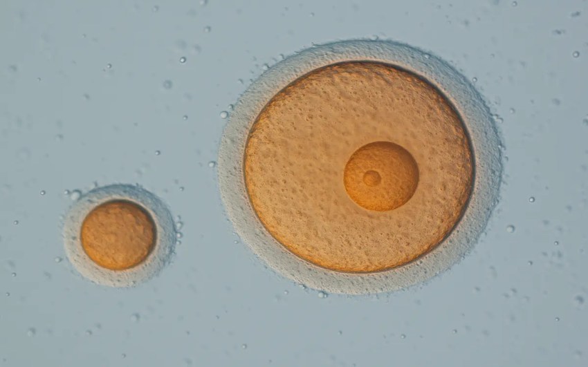 Científicos logran crear óvulos a partir de células de la piel humana