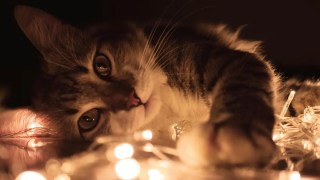 Una científica sugiere que los gatos podrían ser el diseño más perfecto de la evolución. Una científica sugiere que los gatos podrían ser el diseño más perfecto de la evolución.