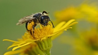 Por primera vez, la Unión Europea declara en peligro de extinción a las abejas silvestres. la Unión Europea declara en peligro de extinción a las abejas silvestres.