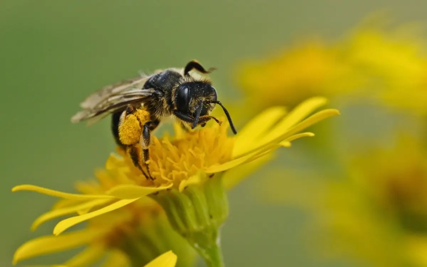 la Unión Europea declara en peligro de extinción a las abejas silvestres.