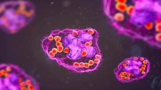 Descubren una célula inmunitaria que frena el envejecimiento celular eliminando las células viejas del cuerpo. Descubren una célula inmunitaria que frena el envejecimiento celular eliminando las células viejas del cuerpo.