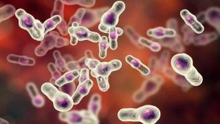 Un suplemento para la microbiota intestinal logra mejorar las funciones cognitivas vinculadas al Alzheimer. Un suplemento para la microbiota intestinal logra mejorar las funciones cognitivas vinculadas al Alzheimer.