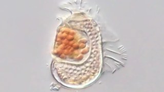 Científicos descubren en Japón un organismo que desafía los límites de la vida que conocemos. Científicos descubren en Japón un organismo que desafía los límites de la vida que conocemos.