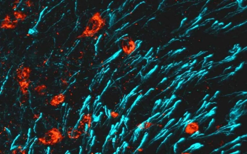Descubren un mecanismo clave para fortalecer los huesos y revertir la osteoporosis.