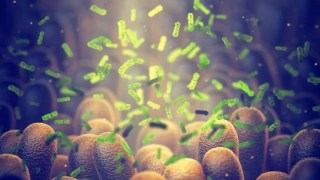 Identifican más de 160 químicos que alteran la microbiota intestinal y ponen en riesgo la salud humana. Identifican más de 160 químicos que alteran la microbiota intestinal