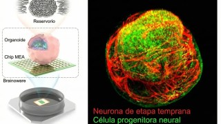 Los científicos están creando “biocomputadoras” funcionales hechas con células cerebrales humanas. Los científicos están creando “biocomputadoras” funcionales hechas con células cerebrales humanas.