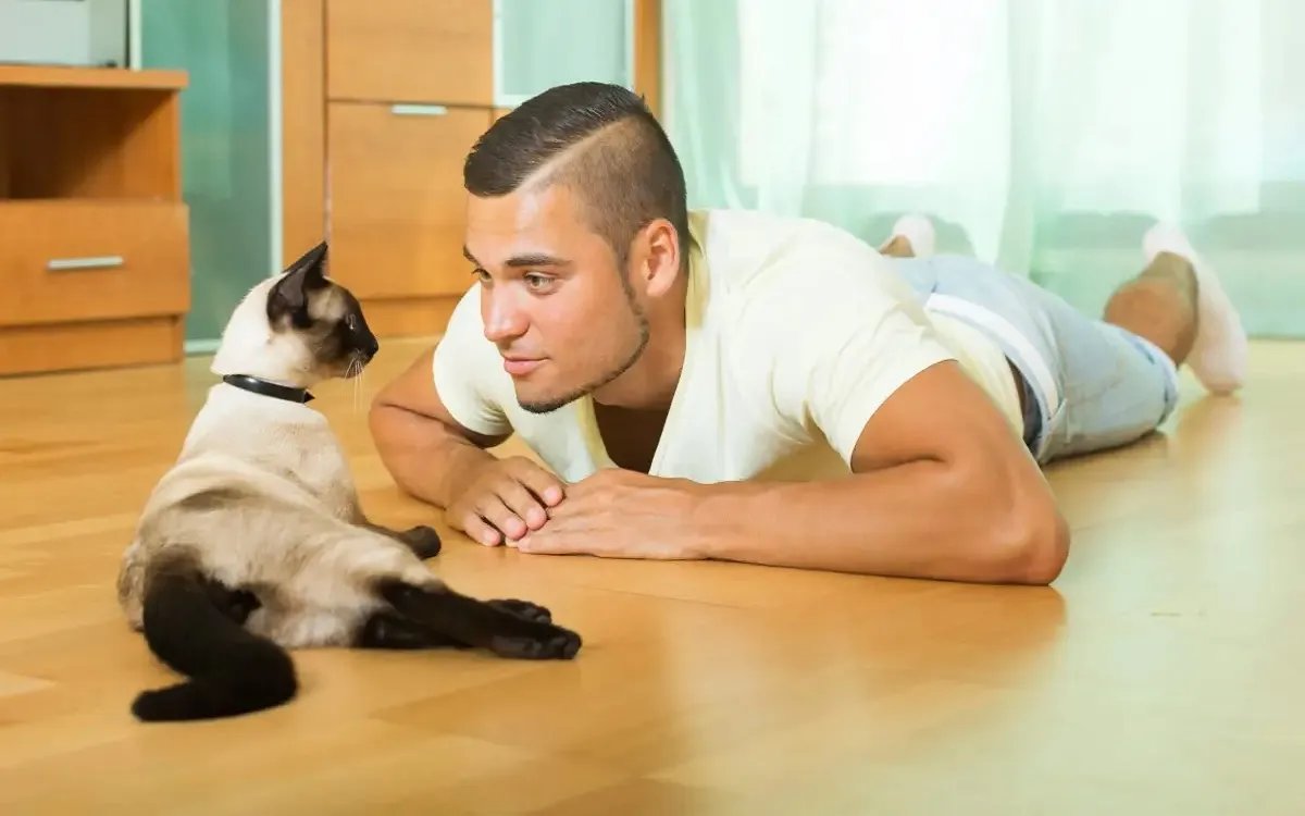 Los gatos maúllan mÔs a los hombres: el sorprendente motivo detrÔs de esta conducta felina. Los gatos maúllan mÔs a los hombres