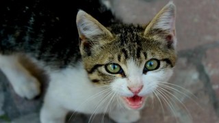 Los gatos no se comunican igual con todos: la ciencia revela una diferencia clave entre hombres y mujeres. Los gatos no se comunican igual con todos: la ciencia revela una diferencia clave entre hombres y mujeres.