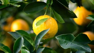 Revelan una vitamina que podría ayudar a proteger tus pulmones de la contaminación del aire. Revelan una vitamina que podría ayudar a proteger tus pulmones de la contaminación del aire.