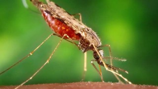 Jurassic Park tenía razón: los mosquitos pueden llevar el ADN de múltiples especies en su intestino. Jurassic Park tenía razón los mosquitos pueden llevar el ADN de múltiples especies en su intestino.
