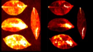 La ciencia revela que todos los seres vivos emitimos una luz invisible, pero desaparece tras la muerte. La ciencia revela que todos los seres vivos emitimos una luz invisible, pero desaparece tras la muerte.