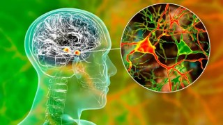 Microplásticos en el cerebro, la amenaza invisible que podría impactar la memoria. Microplásticos en el cerebro, la amenaza invisible que podría impactar la memoria.