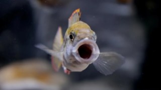 ¿Por qué el bostezo es tan contagioso? La ciencia descubre que incluso los peces se contagian. Por qué el bostezo es tan contagioso