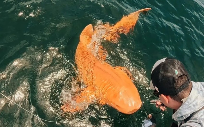 Un tiburón dorado único capturado en América Central fue diagnosticado con una mutación genética muy rara.