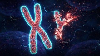 A medida que envejecen, los hombres pierden el cromosoma Y. La ciencia revela sus efectos en la salud. A medida que envejecen, los hombres pierden el cromosoma Y.
