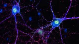 Descubren el gen de la longevidad que podría proteger al cerebro del envejecimiento y la demencia. Descubren el gen de la longevidad que podría proteger al cerebro del envejecimiento y la demencia.