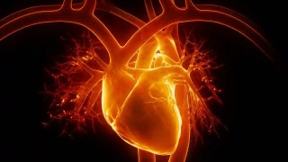 Descubren por qué el cáncer casi nunca llega al corazón… y el secreto podría estar en sus latidos. Descubren por qué el cáncer casi nunca llega al corazón