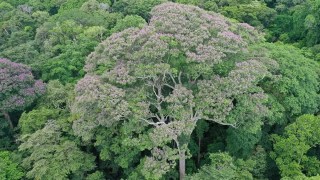Este árbol gigante atrae los rayos constantemente… y utiliza cada descarga para eliminar a sus rivales. Este árbol gigante atrae los rayos constantemente…