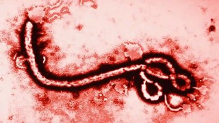 Ya van más de 130 muertos con una expansión acelerada: qué tan preocupante es el nuevo brote de ébola en África. Ya van más de 130 muertos y una expansión acelerada: qué tan preocupante es el nuevo brote de ébola en África.