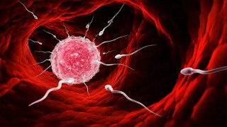 ¿Cómo surgió la reproducción sexual? Cómo surgió la reproducción sexual