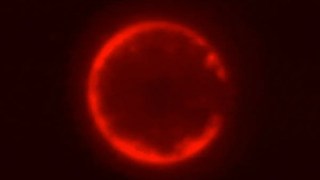 Un paso hacia la vida artificial: crean una célula sintética capaz de crecer, replicarse y dividirse. crean una célula sintética capaz de crecer, replicarse y dividirse.