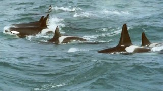 Descubren una criatura marina que puede aterrorizar incluso a las orcas. Descubren una criatura marina que puede aterrorizar incluso a las orcas.