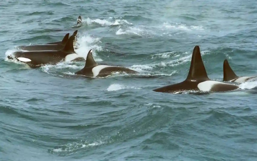 Descubren una criatura marina que puede aterrorizar incluso a las orcas.