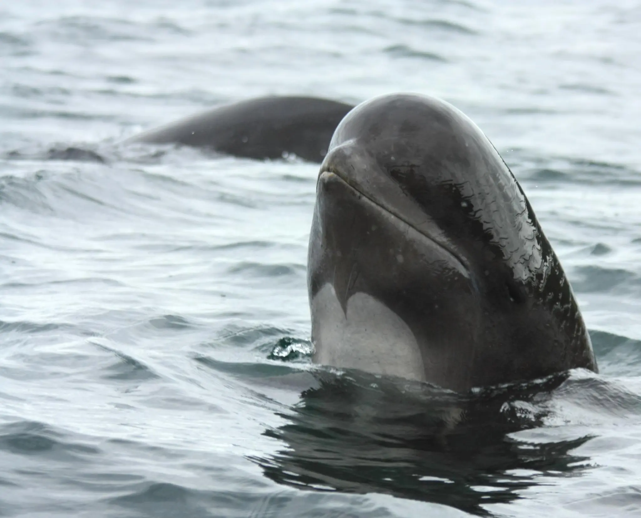 El calderón común o ballena piloto de aleta larga (Globicephala melas) es una especie de cetáceo odontoceto de la familia Delphinidae.