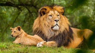 Hay un depredador en África que provoca terror entre los animales… incluso los leones tienen miedo. Hay un depredador en África que provoca terror entre los animales