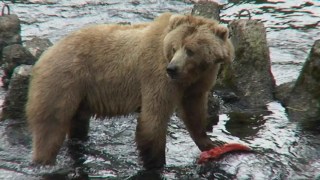 Hay un depredador en la naturaleza que aterroriza tanto a los osos como a los pumas. Hay un depredador en la naturaleza que aterroriza tanto a los osos como a los pumas.