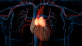 La ciencia revela un órgano olvidado que podría protegernos del cáncer y prolongar nuestra vida. La ciencia revela un órgano olvidado que podría protegernos del cáncer y prolongar nuestra vida.