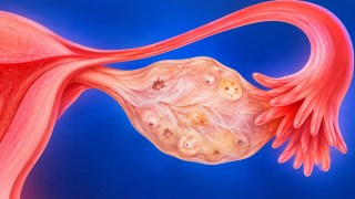 Los ovarios no se «apagan» con la menopausia: siguen activos con funciones que van más allá de la reproducción. Los ovarios no se «apagan» con la menopausia: siguen activos con funciones que van más allá de la reproducción.