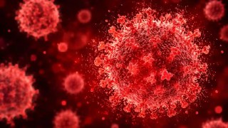 Muere en Francia un paciente infectado por el virus Shamonda, que hasta ahora solo se había detectado en animales. Muere en Francia un paciente infectado por el virus Shamonda, que hasta ahora solo se había detectado en animales.