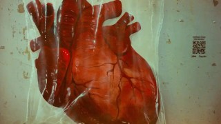 Un corazón trasplantado podría rejuvenecer o envejecer según la edad de su nuevo dueño. Un corazón trasplantado podría rejuvenecer o envejecer según la edad de su nuevo dueño.
