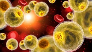 Una inyección experimental hace que las células grasas se autodestruyan y podría evitar la recuperación del peso perdido. Una inyección experimental hace que las células grasas se autodestruyan y podría evitar la recuperación del peso perdido.